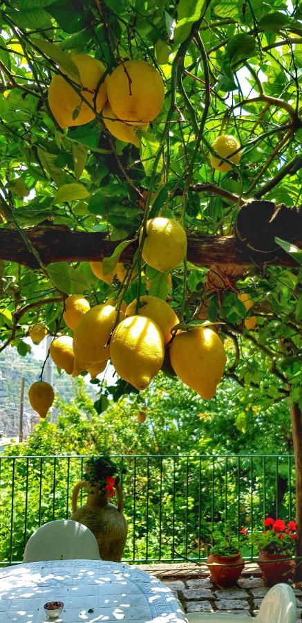 Il Limoneto Di Lulu, Holidays Among The Lemon Trees Minori Exterior foto