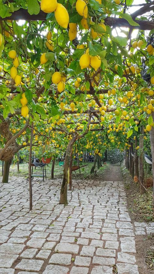 Il Limoneto Di Lulu, Holidays Among The Lemon Trees Minori Exterior foto