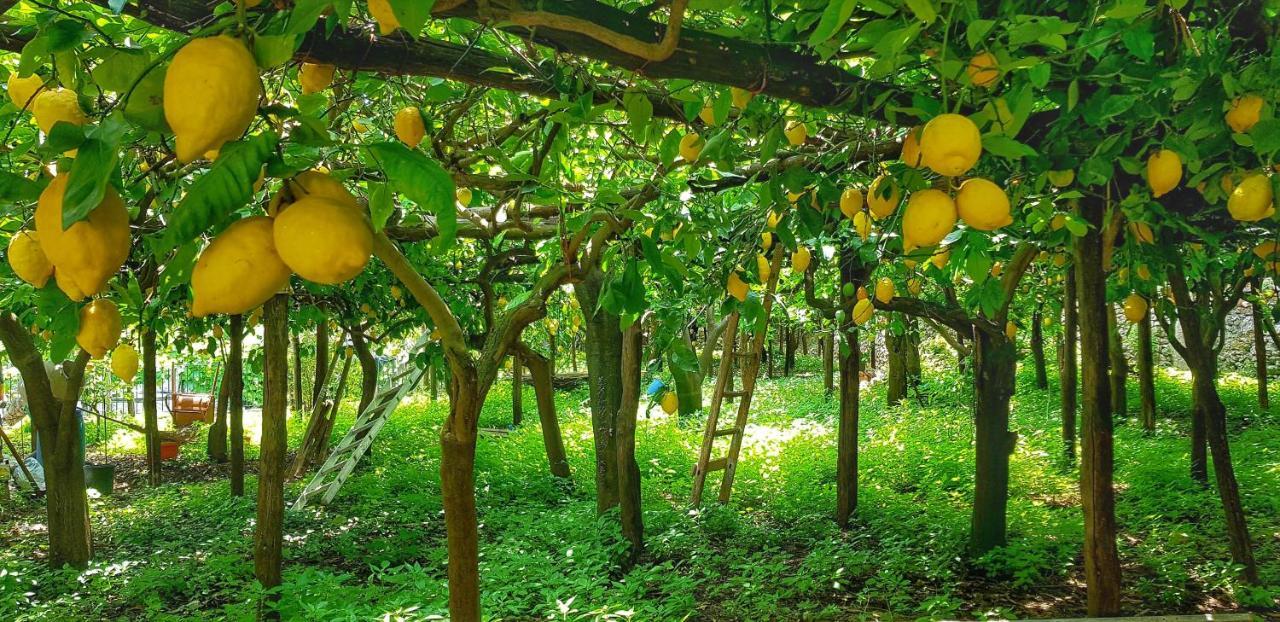 Il Limoneto Di Lulu, Holidays Among The Lemon Trees Minori Exterior foto