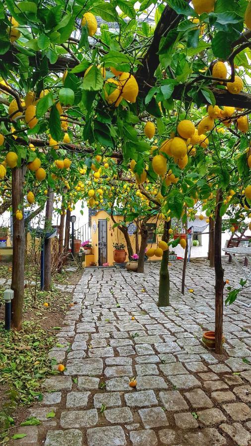 Il Limoneto Di Lulu, Holidays Among The Lemon Trees Minori Exterior foto